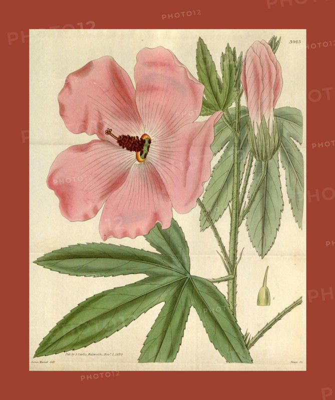 Botanical print or English natural history illustration by Joseph Swan 1796-1872, British Engraver. From the Liszt Masterpieces of Botanical Illustration Collection.