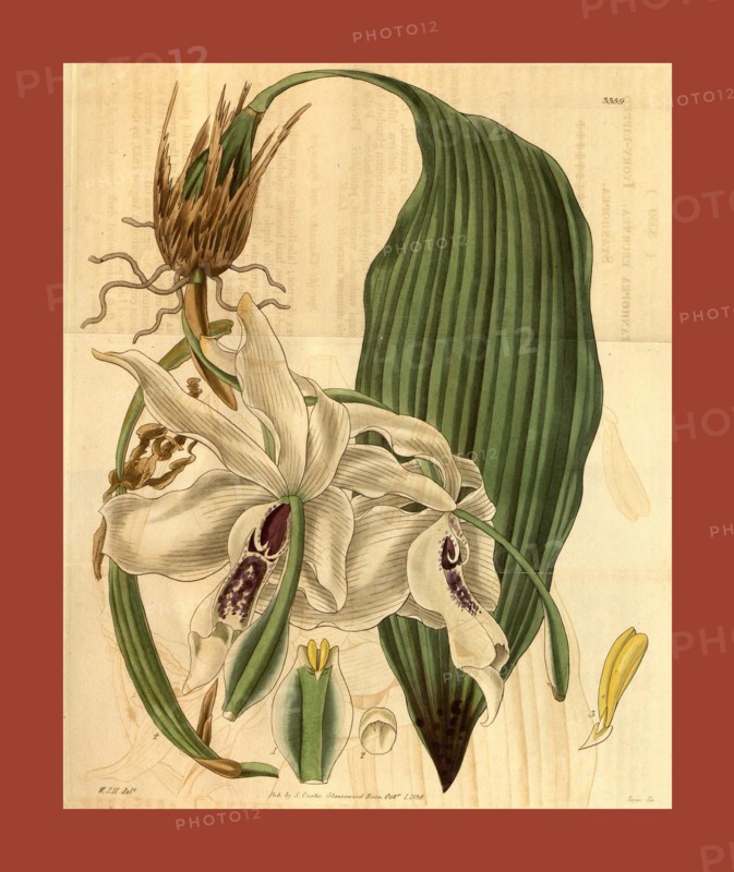 Botanical print by Sir William Jackson Hooker, FRS, 1785 â€ì 1865, English botanical illustrator. He held the post of Regius Professor of Botany at Glasgow University, and was Director of the Royal Botanic Gardens, Kew. From the Liszt Masterpieces of Botanical Illustration Collection.