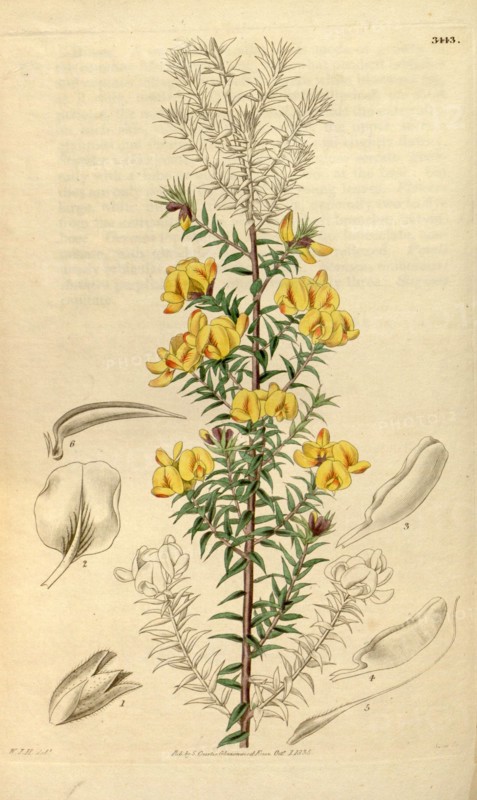 Botanical print by Sir William Jackson Hooker, FRS, 1785 â€ì 1865, English botanical illustrator. He held the post of Regius Professor of Botany at Glasgow University, and was Director of the Royal Botanic Gardens, Kew. From the Liszt Masterpieces of Botanical Illustration Collection.