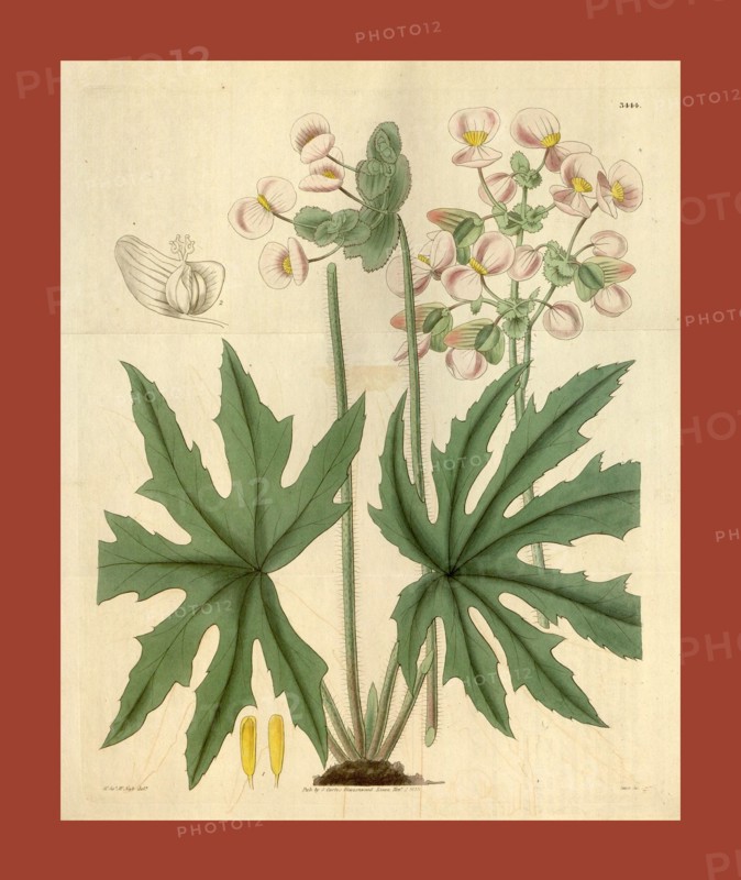 Botanical print or English natural history illustration by Joseph Swan 1796-1872, British Engraver. From the Liszt Masterpieces of Botanical Illustration Collection.