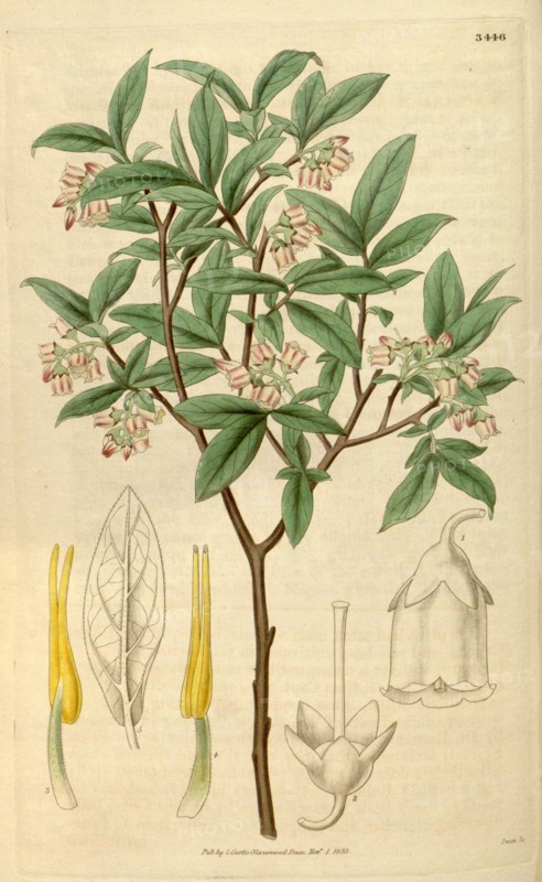 Botanical print or English natural history illustration by Joseph Swan 1796-1872, British Engraver. From the Liszt Masterpieces of Botanical Illustration Collection.