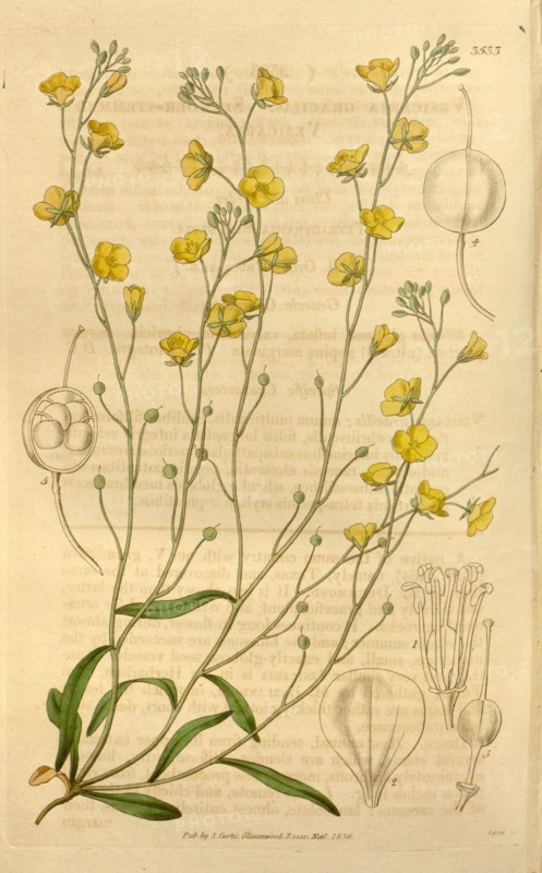 Botanical print or English natural history illustration by Joseph Swan 1796-1872, British Engraver. From the Liszt Masterpieces of Botanical Illustration Collection.