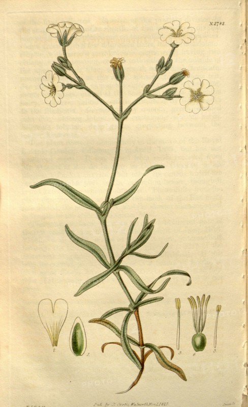 Botanical print or English natural history illustration by Joseph Swan 1796-1872, British Engraver. From the Liszt Masterpieces of Botanical Illustration Collection.