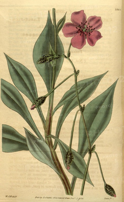 Botanical print by Sir William Jackson Hooker, FRS, 1785 â€ì 1865, English botanical illustrator. He held the post of Regius Professor of Botany at Glasgow University, and was Director of the Royal Botanic Gardens, Kew. From the Liszt Masterpieces of Botanical Illustration Collection.