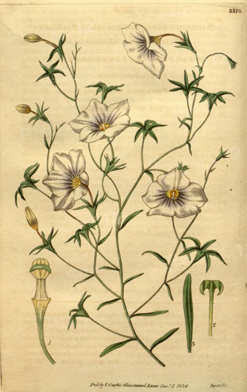 Botanical print or English natural history illustration by Joseph Swan 1796-1872, British Engraver. From the Liszt Masterpieces of Botanical Illustration Collection.