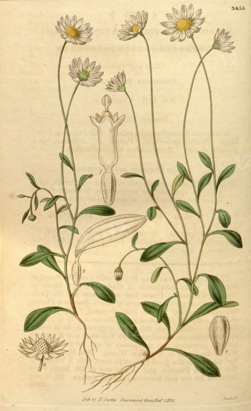 Botanical print or English natural history illustration by Joseph Swan 1796-1872, British Engraver. From the Liszt Masterpieces of Botanical Illustration Collection.
