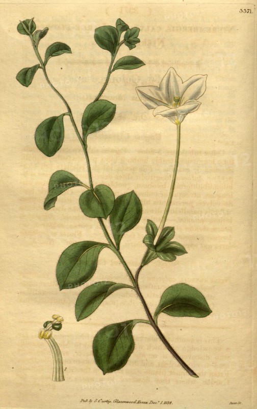 Botanical print or English natural history illustration by Joseph Swan 1796-1872, British Engraver. From the Liszt Masterpieces of Botanical Illustration Collection.