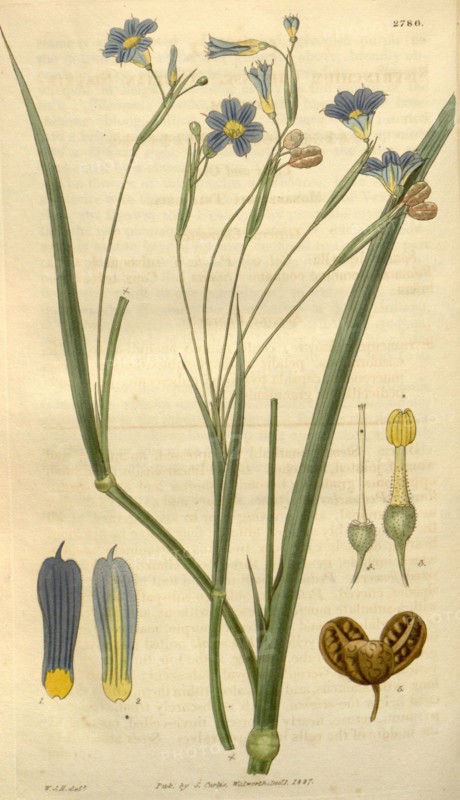 Botanical print by Sir William Jackson Hooker, FRS, 1785 â€ì 1865, English botanical illustrator. He held the post of Regius Professor of Botany at Glasgow University, and was Director of the Royal Botanic Gardens, Kew. From the Liszt Masterpieces of Botanical Illustration Collection.