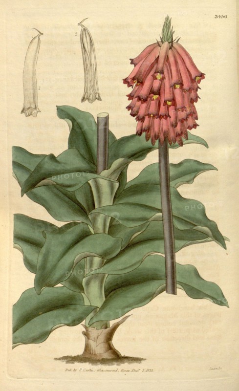 Botanical print or English natural history illustration by Joseph Swan 1796-1872, British Engraver. From the Liszt Masterpieces of Botanical Illustration Collection.