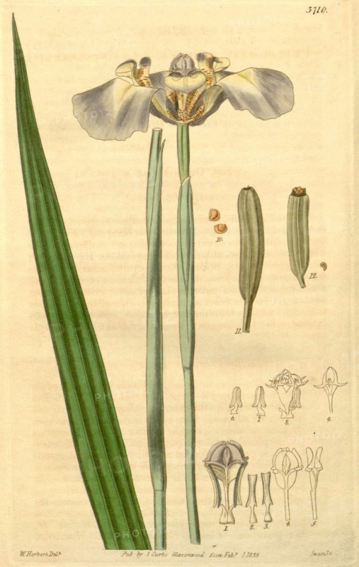 Botanical print or English natural history illustration by Herbert and Joseph Swan 1796-1872, British Engraver. From the Liszt Masterpieces of Botanical Illustration Collection.