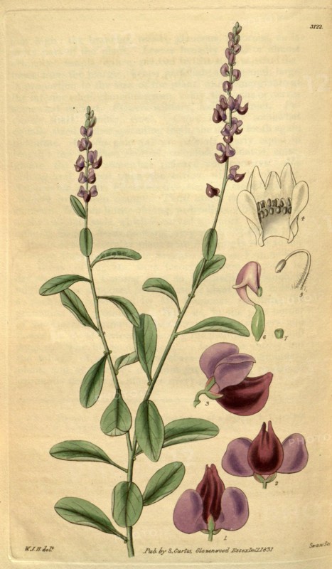Botanical print by Sir William Jackson Hooker, FRS, 1785 â€ì 1865, English botanical illustrator. He held the post of Regius Professor of Botany at Glasgow University, and was Director of the Royal Botanic Gardens, Kew. From the Liszt Masterpieces of Botanical Illustration Collection.