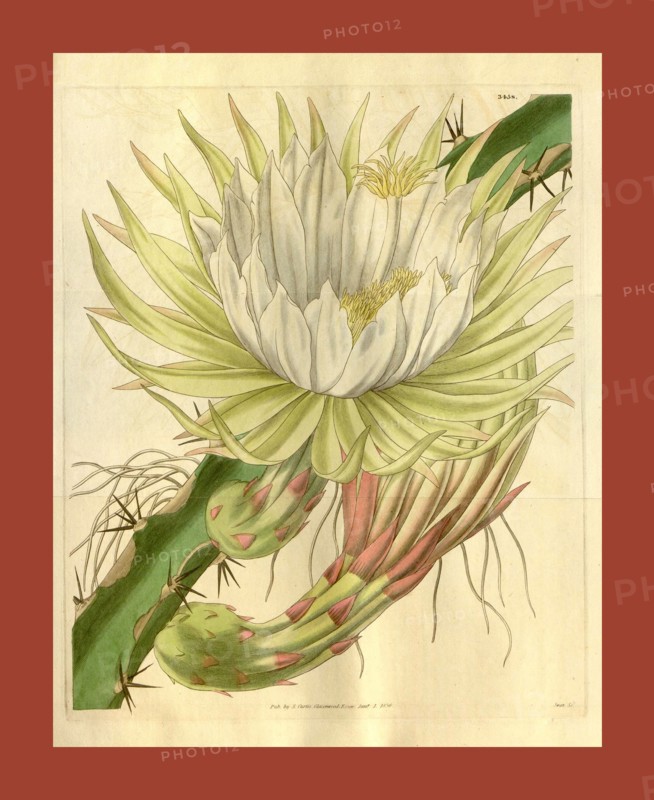 Botanical print or English  natural history illustration by  Joseph Swan 1796-1872, British  Engraver. From the Liszt  Masterpieces of Botanical  Illustration Collection.