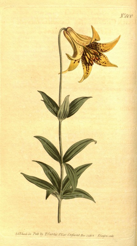 Botanical print by Sydenham Teast Edwards 1768 â€ì 1819, Sydenham Edwards was a natural history illustrator, British, UK, colour lithograph, botanical artist. From the Liszt Masterpieces of Botanical Illustration Collection.