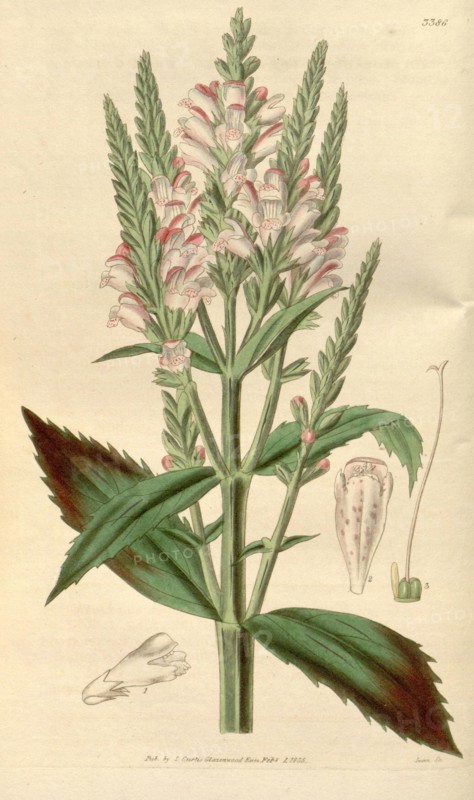 Botanical print or English natural history illustration by Joseph Swan 1796-1872, British Engraver. From the Liszt Masterpieces of Botanical Illustration Collection.