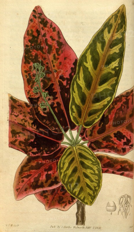 Botanical print by Sir William Jackson Hooker, FRS, 1785 â€ì 1865, English botanical illustrator. He held the post of Regius Professor of Botany at Glasgow University, and was Director of the Royal Botanic Gardens, Kew. From the Liszt Masterpieces of Botanical Illustration Collection.