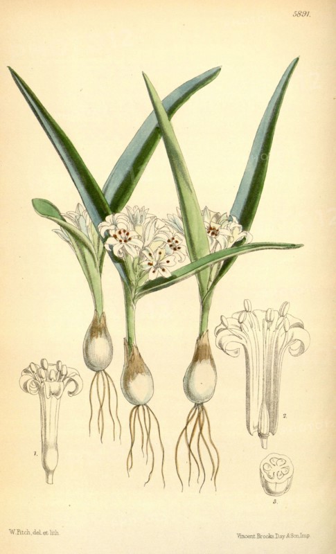 Botanical Print by Walter Hood Fitch 1817 â€ì 1892, W.H. Fitch was an botanical illustrator and artist, born in Glasgow, Scotland, UK, colour lithograph. From the Liszt Masterpieces of Botanical Illustration Collection.