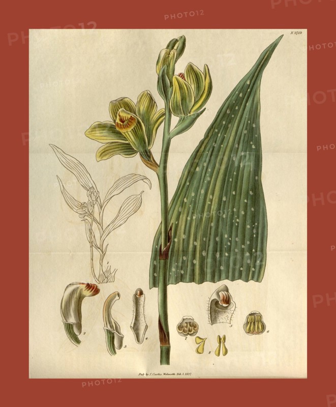 19th century botanical colour print. Botanical illustration. Form, colour, and details of the plant as an art piece. From the Liszt Masterpieces of Botanical Illustration Collection.
