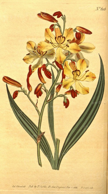 Botanical print by Sydenham Teast Edwards 1768 â€ì 1819, Sydenham Edwards was a natural history illustrator, British, UK, colour lithograph, botanical artist. From the Liszt Masterpieces of Botanical Illustration Collection.