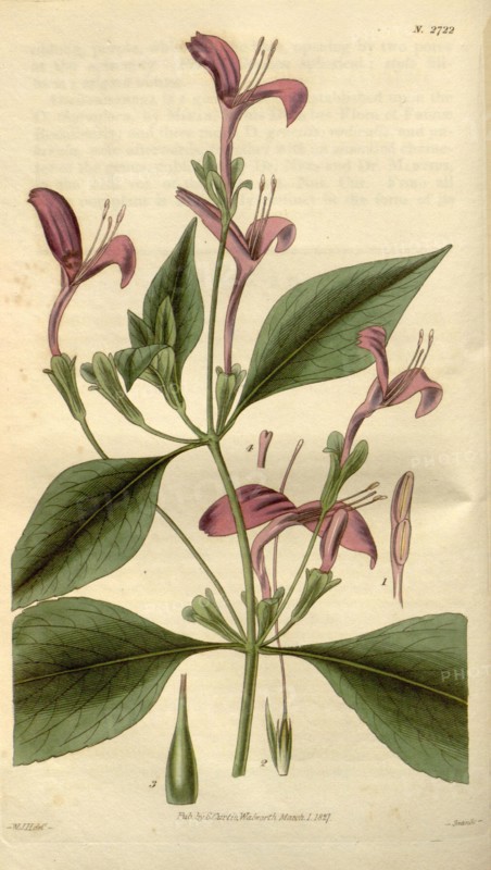 Botanical print by Sir William Jackson Hooker, FRS, 1785 â€ì 1865, English botanical illustrator. He held the post of Regius Professor of Botany at Glasgow University, and was Director of the Royal Botanic Gardens, Kew. From the Liszt Masterpieces of Botanical Illustration Collection.