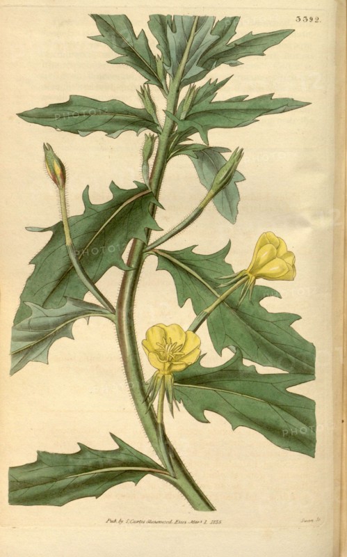 Botanical print or English natural history illustration by Joseph Swan 1796-1872, British Engraver. From the Liszt Masterpieces of Botanical Illustration Collection.