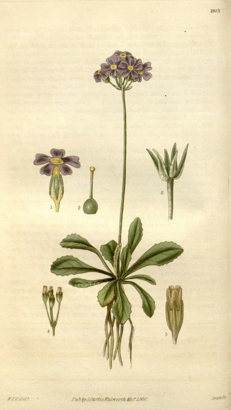 Botanical print by Sir William Jackson Hooker, FRS, 1785 â€ì 1865, English botanical illustrator. He held the post of Regius Professor of Botany at Glasgow University, and was Director of the Royal Botanic Gardens, Kew. From the Liszt Masterpieces of Botanical Illustration Collection.