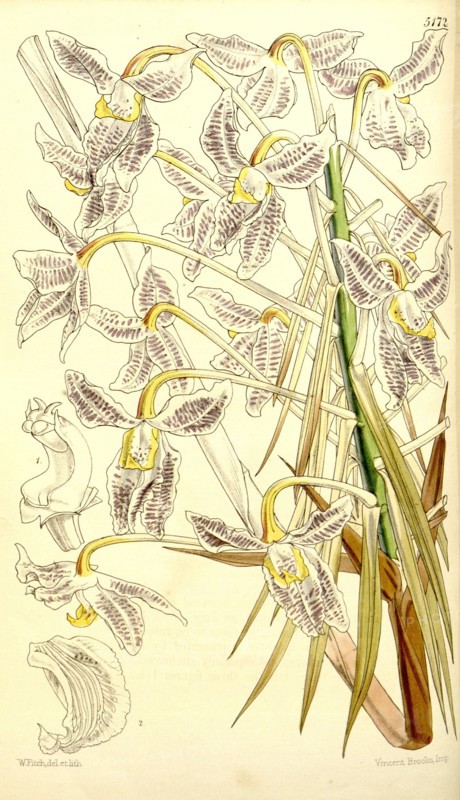 Botanical Print by Walter Hood Fitch 1817 â€ì 1892, W.H. Fitch was an botanical illustrator and artist, born in Glasgow, Scotland, UK, colour lithograph. From the Liszt Masterpieces of Botanical Illustration Collection.
