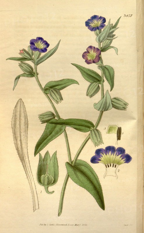 Botanical print or English natural history illustration by Joseph Swan 1796-1872, British Engraver. From the Liszt Masterpieces of Botanical Illustration Collection.