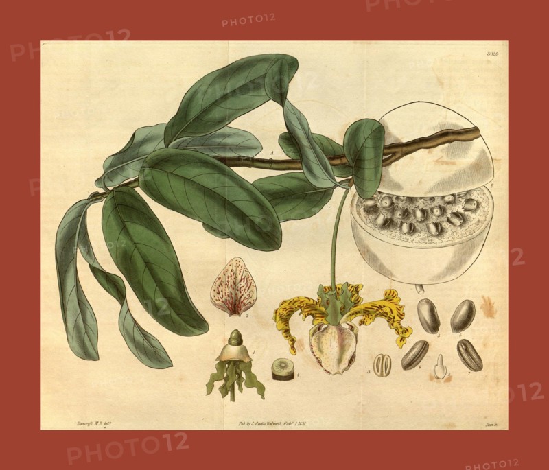 Botanical print or English natural history illustration by Joseph Swan 1796-1872, British Engraver. From the Liszt Masterpieces of Botanical Illustration Collection.
