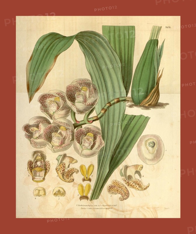 Botanical print or English natural history illustration by Joseph Swan 1796-1872, British Engraver. From the Liszt Masterpieces of Botanical Illustration Collection.