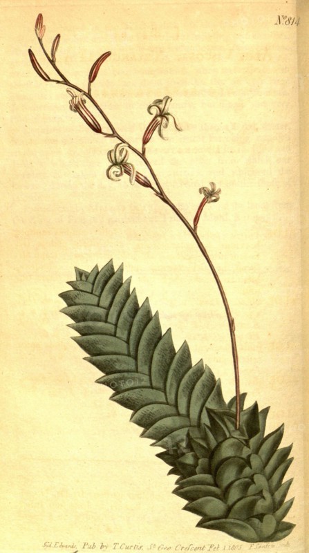 Botanical print by Sydenham Teast Edwards 1768 â€ì 1819, Sydenham Edwards was a natural history illustrator, British, UK,  colour lithograph, botanical artist. From the Liszt Masterpieces of Botanical Illustration Collection.