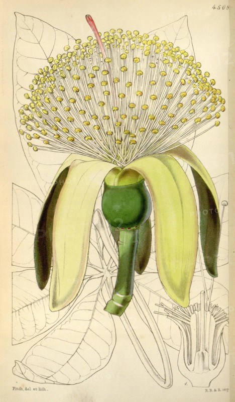Botanical Print by Walter Hood Fitch 1817 â€ì 1892, W.H. Fitch was an botanical illustrator and artist, born in Glasgow,  Scotland, UK, colour lithograph. From the Liszt Masterpieces of Botanical Illustration Collection.