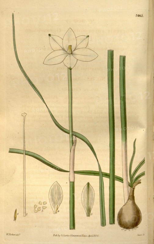 Botanical print by William Herbert, 1778 â€ì 1847 was a British botanist, botanical illustrator, English natural history  illustrator. From the Liszt Masterpieces of Botanical Illustration Collection.