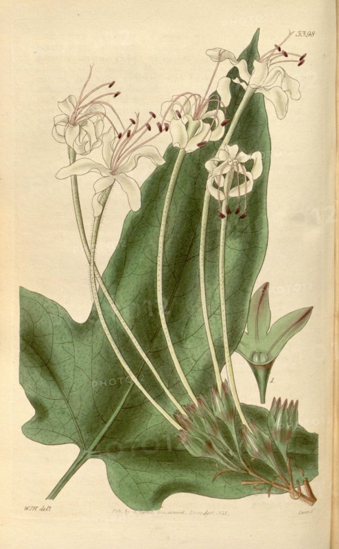 Botanical print by Sir William  Jackson Hooker, FRS, 1785 â€ì  1865, English botanical  illustrator. He held the post of  Regius Professor of Botany at  Glasgow University, and was  Director of the Royal Botanic  Gardens, Kew. From the Liszt  Masterpieces of Botanical  Illustration Collection.
