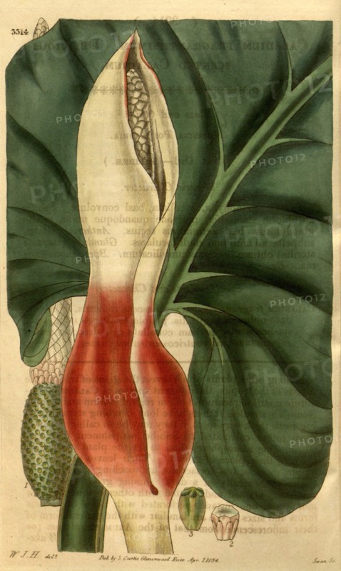 Botanical print by Sir William  Jackson Hooker, FRS, 1785 â€ì  1865, English botanical  illustrator. He held the post of  Regius Professor of Botany at  Glasgow University, and was  Director of the Royal Botanic  Gardens, Kew. From the Liszt  Masterpieces of Botanical  Illustration Collection.