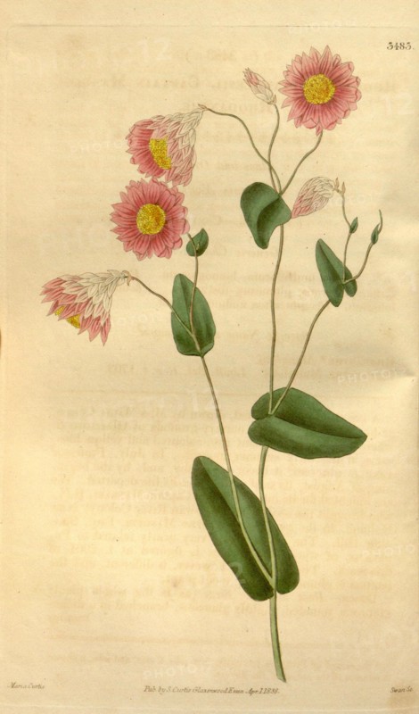 Botanical print by Maria Curtis,  19th century artist. From the  Liszt Masterpieces of Botanical  Illustration Collection.