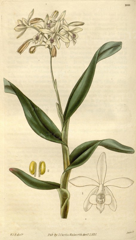 Botanical print by Sir William Jackson Hooker, FRS, 1785 â€ì 1865, English botanical illustrator. He held the post of Regius  Professor of Botany at Glasgow University, and was Director of the Royal Botanic Gardens, Kew.