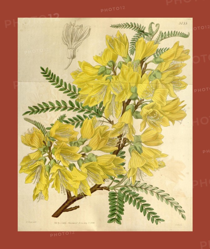 Botanical Print by Walter Hood Fitch 1817 â€ì 1892, W.H. Fitch was an botanical illustrator and artist, born in Glasgow,  Scotland, UK, colour lithograph