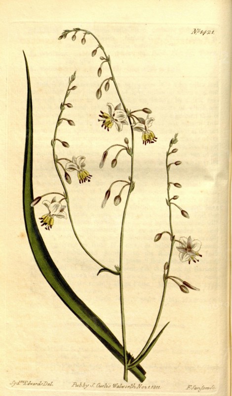 Botanical print by Sydenham Teast Edwards 1768 â€ì 1819, Sydenham Edwards was a natural history illustrator, British, UK,  colour lithograph, botanical artist. From the Liszt Masterpieces of Botanical Illustration Collection.