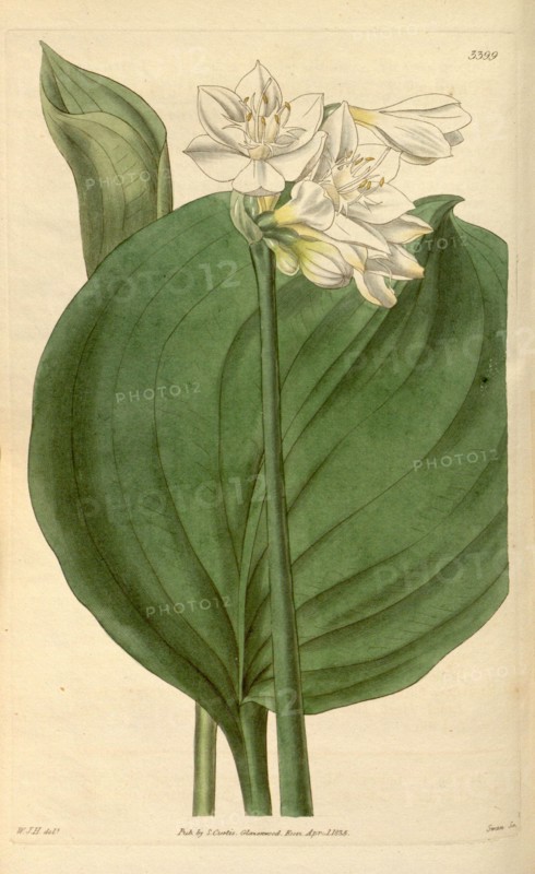 Botanical print by Sir William Jackson Hooker, FRS, 1785 â€ì 1865, English botanical illustrator. He held the post of Regius  Professor of Botany at Glasgow University, and was Director of the Royal Botanic Gardens, Kew.