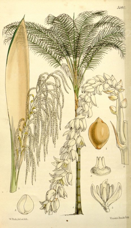 Botanical Print by Walter Hood Fitch 1817 â€ì 1892, W.H. Fitch was an botanical illustrator and artist, born in Glasgow,  Scotland, UK, colour lithograph