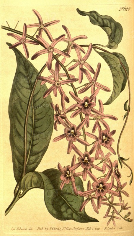 Botanical print by Sydenham Teast Edwards 1768 â€ì 1819, Sydenham Edwards was a natural history illustrator, British, UK,  colour lithograph, botanical artist