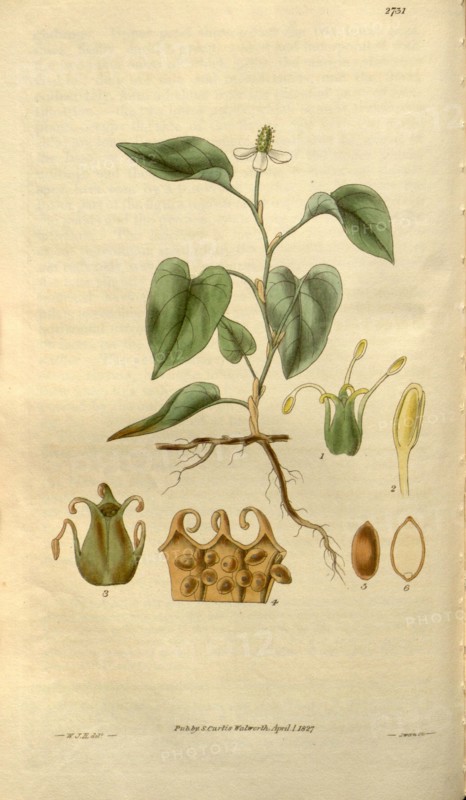 Botanical print by Sir William Jackson Hooker, FRS, 1785 â€ì 1865, English botanical illustrator. He held the post of Regius  Professor of Botany at Glasgow University, and was Director of the Royal Botanic Gardens, Kew.