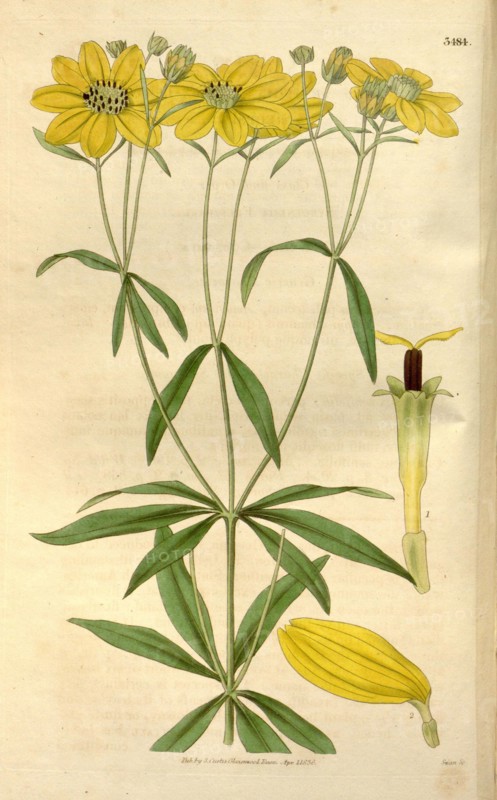 Botanical print or English natural history illustration by Joseph Swan 1796-1872, British Engraver