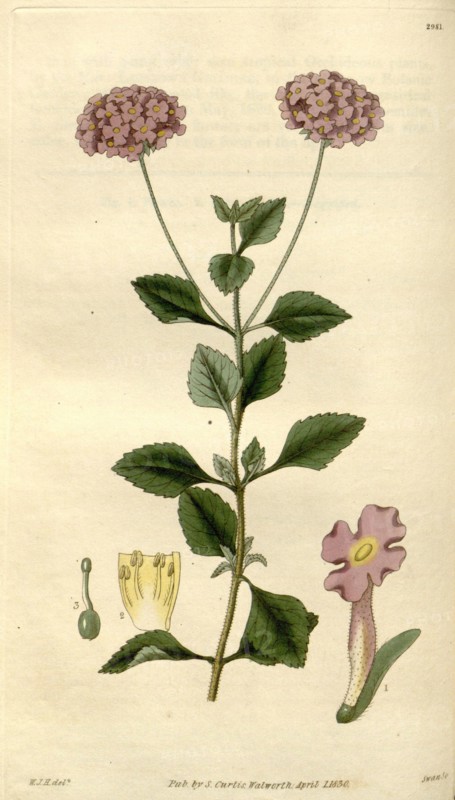 Botanical print by Sir William Jackson Hooker, FRS, 1785 â€ì 1865, English botanical illustrator. He held the post of Regius  Professor of Botany at Glasgow University, and was Director of the Royal Botanic Gardens, Kew.