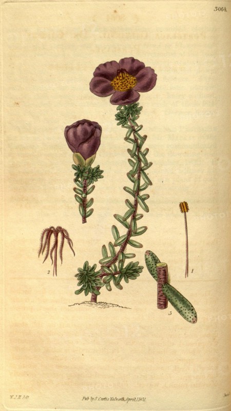 Botanical print by Sir William Jackson Hooker, FRS, 1785 â€ì 1865, English botanical illustrator. He held the post of Regius  Professor of Botany at Glasgow University, and was Director of the Royal Botanic Gardens, Kew.