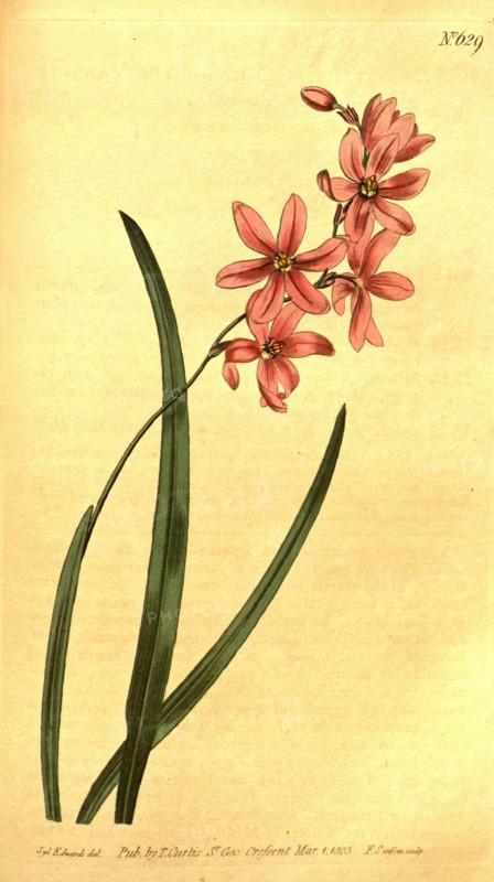 Botanical print by Sydenham Teast Edwards 1768 â€ì 1819, Sydenham Edwards was a natural history illustrator, British, UK, colour lithograph, botanical artist