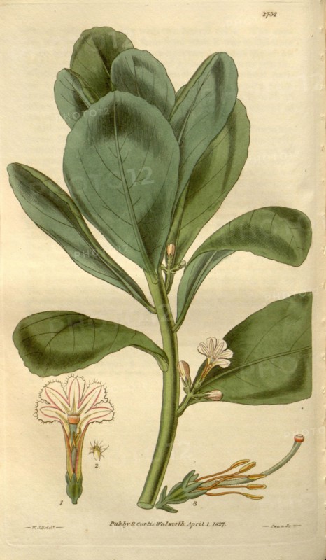 Botanical print by Sir William Jackson Hooker, FRS, 1785 â€ì 1865, English botanical illustrator. He held the post of Regius Professor of Botany at Glasgow University, and was Director of the Royal Botanic Gardens, Kew.