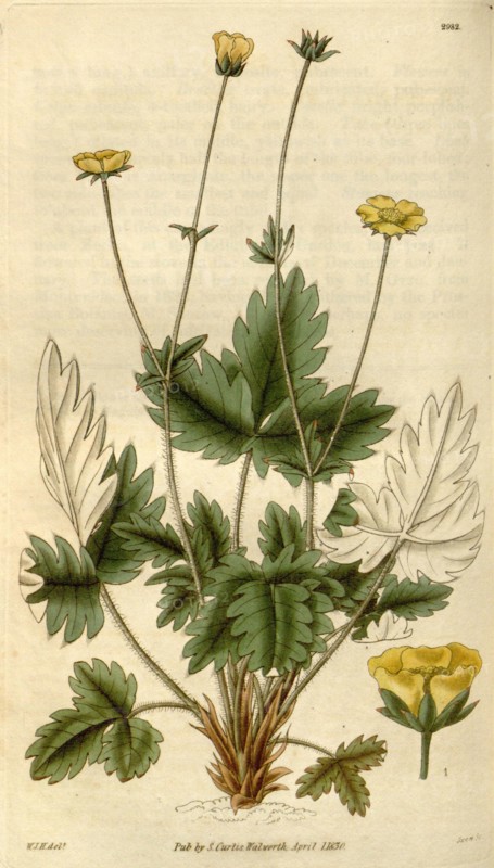 Botanical print by Sir William Jackson Hooker, FRS, 1785 â€ì 1865, English botanical illustrator. He held the post of Regius Professor of Botany at Glasgow University, and was Director of the Royal Botanic Gardens, Kew.