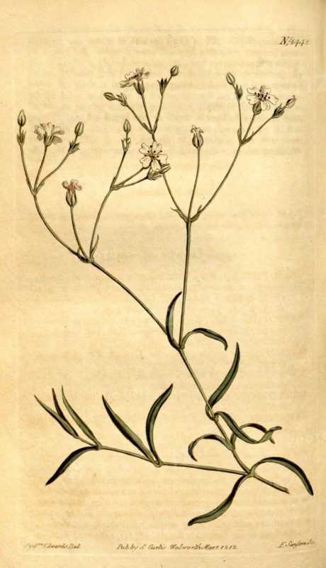 Botanical print by Sydenham Teast Edwards 1768 â€ì 1819, Sydenham Edwards was a natural history illustrator, British, UK, colour lithograph, botanical artist