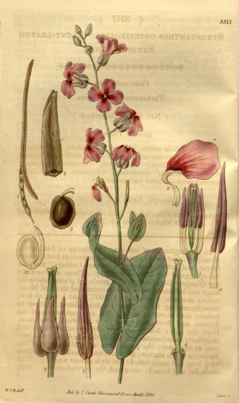 Botanical print by Sir William Jackson Hooker, FRS, 1785 â€ì 1865, English botanical illustrator. He held the post of Regius Professor of Botany at Glasgow University, and was Director of the Royal Botanic Gardens, Kew.